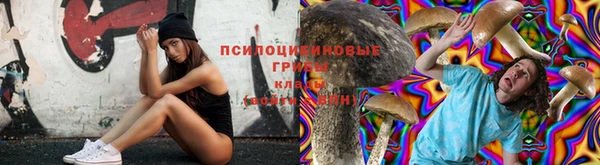 стаф Осташков